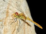 Dragonfly In The Garden On A Rock Stock Photo