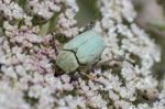 Green Rose Chafer (cetonia Aurata) Beetle Stock Photo