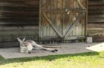 Kangaroo Outside Stock Photo