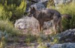 The Iberian Wolf Stock Photo