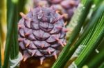 Emerging Fir Cone Stock Photo