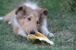 Collie Puppy Playing On The Green Grass Stock Photo