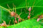 Weaver Ants Or Green Ants (oecophylla Smaragdina) Stock Photo