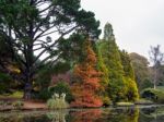 Tree Leaves Changing Colour In Autumn Stock Photo