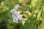 Beautiful Jasmine Flowers Green Leaves Background Stock Photo