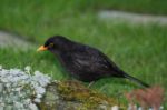 Blackbird Stock Photo