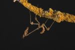 Violin Stick Insect Stock Photo