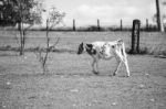 Country Cow  Stock Photo