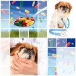 Veterinary Concept Stock Photo