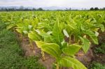 Tobacco Agriculture In Thailand Stock Photo