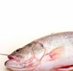 Fresh Whole Raw Fish Stock Photo