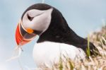 Puffin Stock Photo