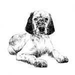 English Setter Stock Photo