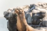 Sea Lion In Galapagos Islands Stock Photo