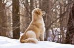 Golden Retriever In The Snow Stock Photo