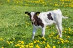 Standing Newborn Calf In Meadow With Yellow Dandelions Stock Photo