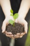 Hands Holding Seedleng Stock Photo