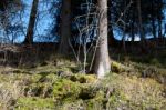 The Edge Of A Wood Stock Photo