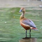 Lesser Whistling-duck Stock Photo