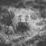 Wombat During The Day Stock Photo