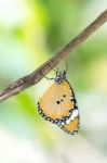 Yellow Black Pattern Butterfly On Branch Stock Photo