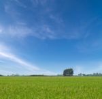 Paddy Field Stock Photo