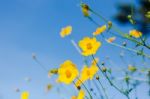 Mexican Sunflower Amazing View With Green Grass And Blue Sky Lan Stock Photo