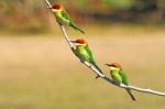 Chestnut-headed Bee-eater Stock Photo