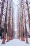 Nami Island In Korea,row Of Pine Trees In Winter Stock Photo