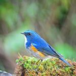 Male Himalayan Bluetail Stock Photo