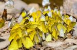 Large Group Of Butterfly Feeding On The Ground Stock Photo