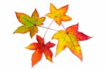 Red Yellow And Green Autumn Leaves Stock Photo