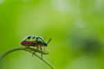 Colorful Beetle On Green Leaf Stock Photo