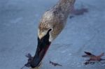 Beautiful Isolated Picture With A Swan Eating Something From The Ice Stock Photo