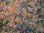 Autumn Tree Foliage Texture Stock Photo