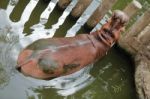 Hippo Resting In Water Stock Photo