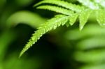 Rain Drops On Fern Leaf Stock Photo