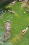 Crocodile Breeding Farm In Siem Reap, Cambodia Stock Photo