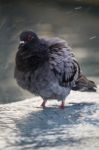 Urban Pigeon Takes A Bath Stock Photo