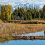 Beaver Dam Near Schwabachers Landing Stock Photo