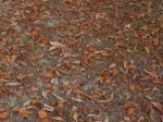 Texture Of The Autumn Foliage Of Trees  Stock Photo