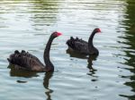 Black Swans (cygnus Atratus) Stock Photo