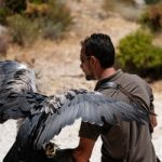 Benalmadena, Andalucia/spain - July 7 : Chilean Blue Eagle At Mo Stock Photo