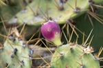 Prickly Pear (opuntia) Stock Photo