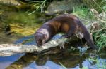 European Mink (mustela Lutreola) Stock Photo