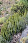 Canary Island Spurge (euphorbia Canariensis) Stock Photo