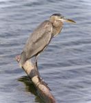 Image Of A Great Blue Heron Watching Somewhere Stock Photo