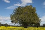 Almond Orchard In A Field Of Yellow Flowers Stock Photo