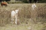 Country Cows Stock Photo