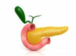 Pancreas Stock Photo